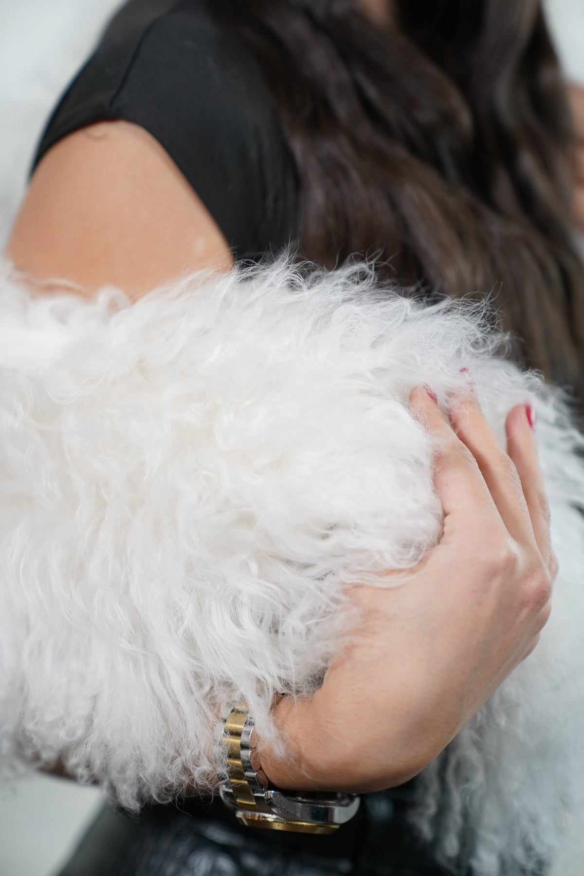 Mongolian Sheepskin Collar White — Curly Lamb Fur close-up of the dense pure snow white Tibetan lamb curls held in the hand — TatiFurs