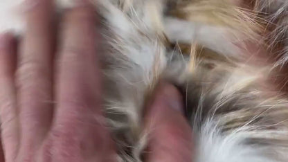 Fox fur collar white gold worn as scarf showing full skin white and gold fox alternating strips wrapped with luminous warmth — Greek craftsmanship, TatiFurs
